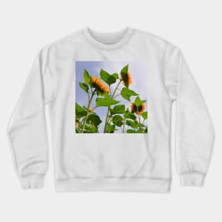 Sunflowers in the Field Crewneck Sweatshirt